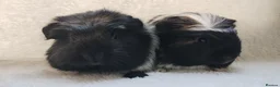 Guinea Pig rodents for sale: Delivery available cornet sister guinea pigs ready - Advert 6