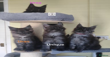 Maine Coon cats - Advert 9