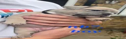 French Bulldog dogs for sale: 💙🐶French Bulldog Puppies💙🐶 - Advert 23