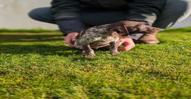 German Shorthaired Pointer dogs - Advert 7