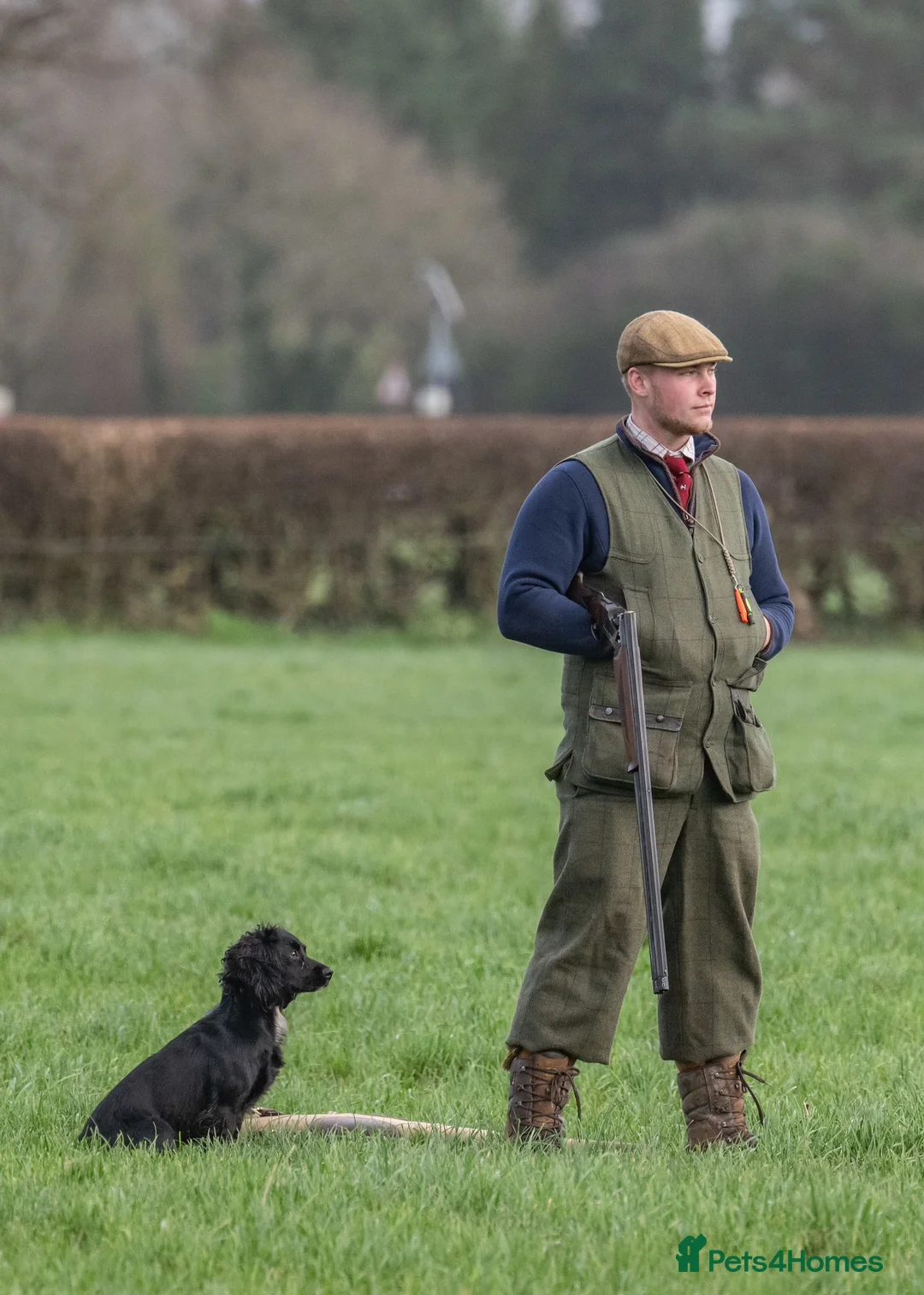 Cocker Spaniel dogs for stud: KC REG CHAMPION BRED COCKER STUD DOG in Sandbach - Advert 2