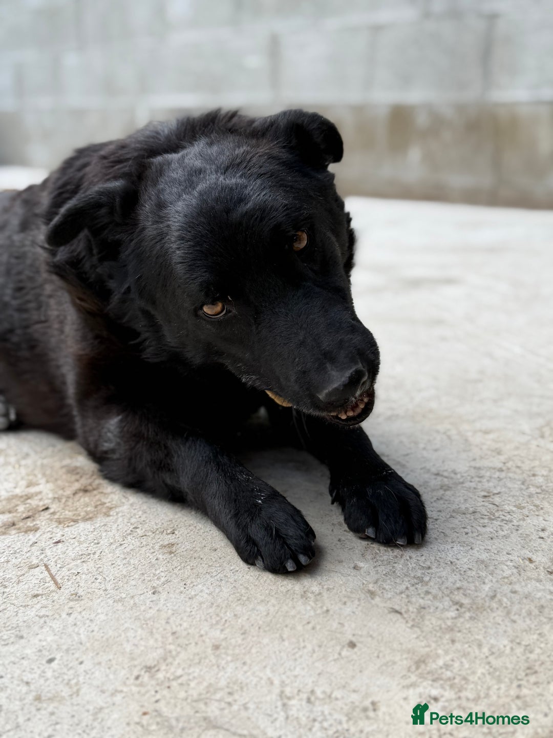 Mixed Breed dogs for adoption: Dragos 💙 - Advert 1