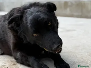 Mixed Breed dogs Dragos 💙 - Advert 17