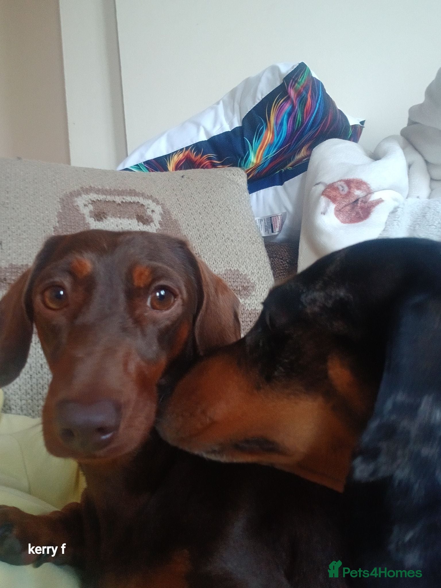 Dachshund dogs 2 female sister dachshunds  - Advert 1