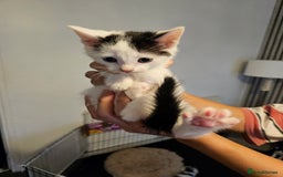 Mixed Breed cats for sale: Kittens  - Image 4