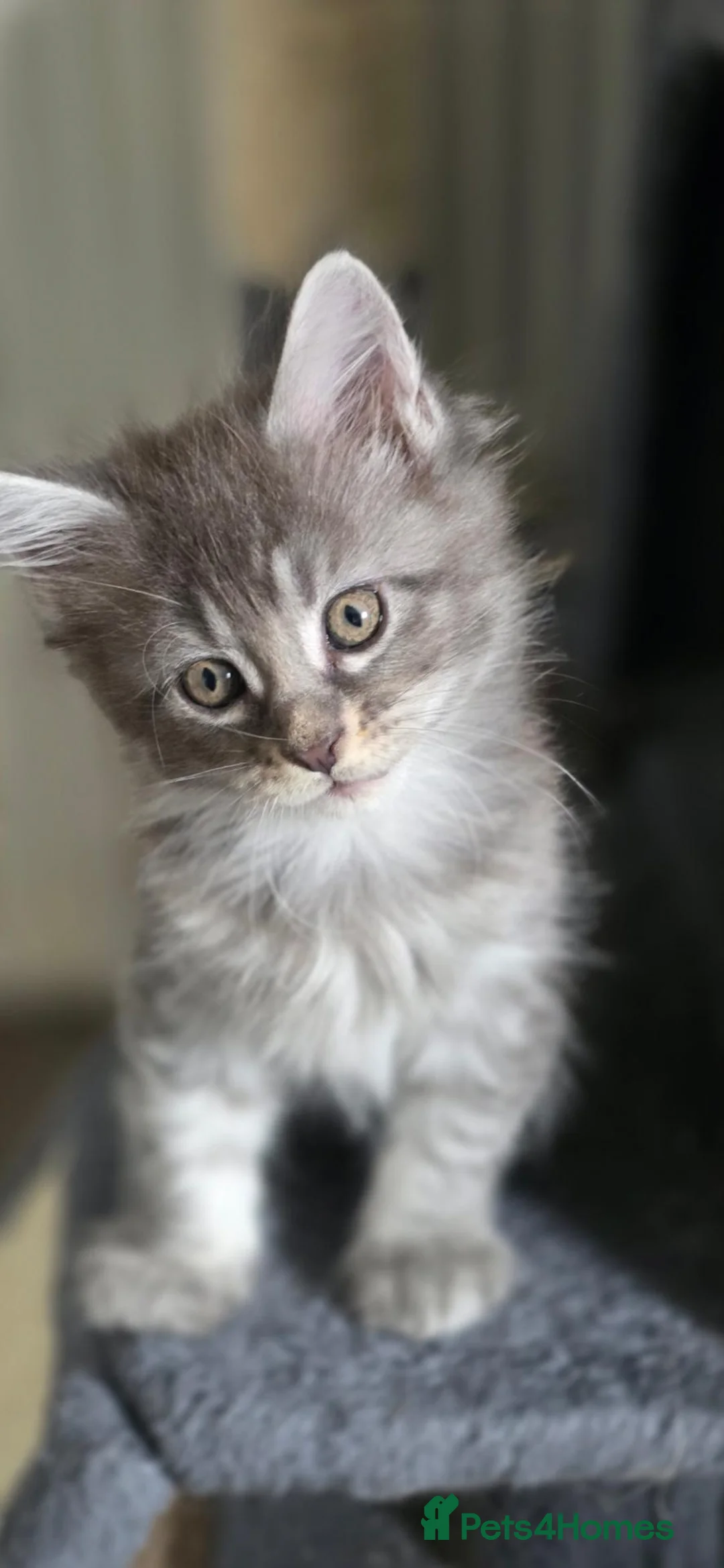 Maine Coon cats for sale: Maine Coon kittens for sale - Advert 13
