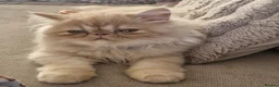 Persian cats for sale: Pure bred   **  cream shaded Persian kitten  in Hounslow - Advert 12