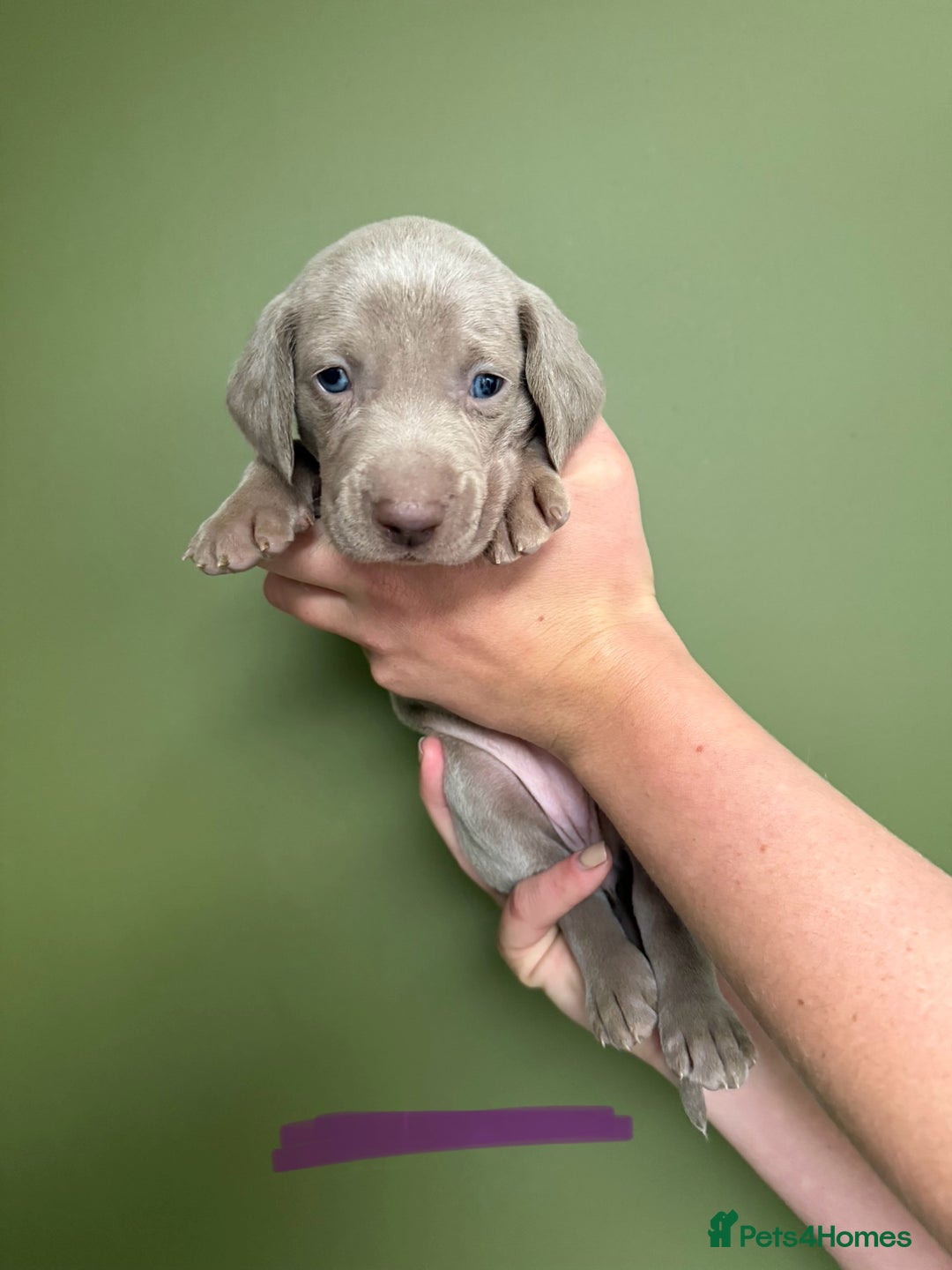Weimaraner dogs for sale: KC Registered Weimaraner Puppies  - Advert 8