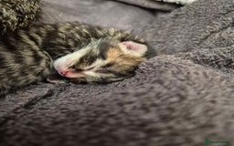 Mixed Breed cats for sale: Two Tabby Boys For Sale  - Image 5