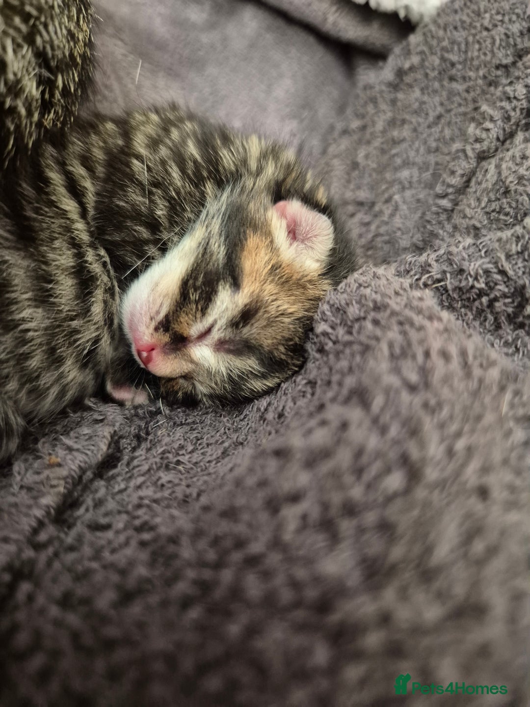 Mixed Breed cats for sale: Two Tabby Boys For Sale  - Image 5