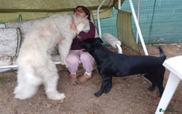 Mixed Breed dogs for adoption: Meet JOJO - a superb big girl, for a Loving Home - Image 4