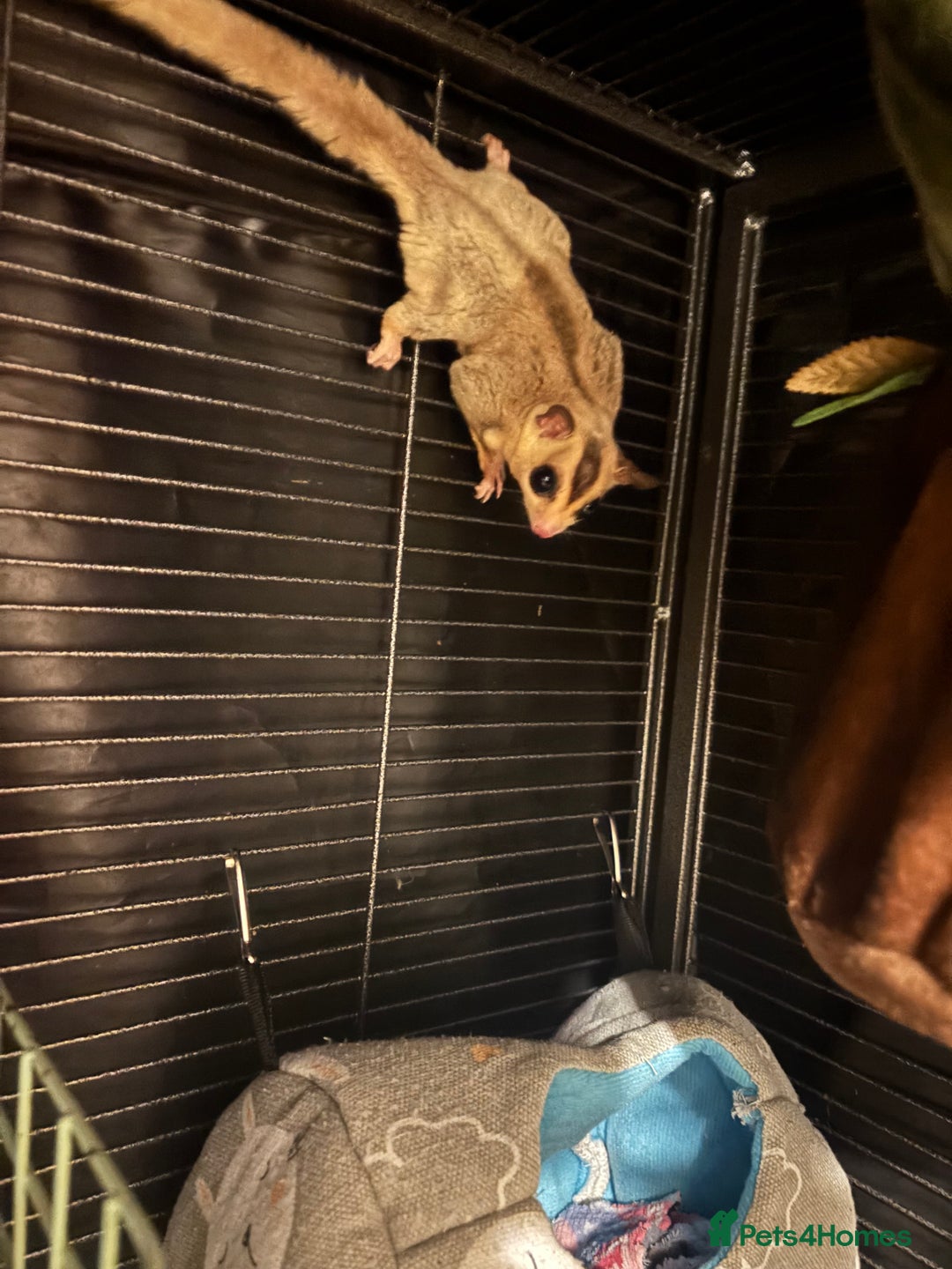 Sugar Glider rodents for sale: 3x male suger gliders with cage and accessories  - Advert 2