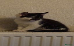 Mixed Breed cats for sale: 4 Gorgeous little boys  - Image 28