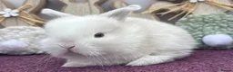 Mini Lop rabbits for sale: Mini lop boys and girls  - Advert 17
