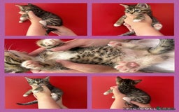 Mixed Breed cats for sale: 4 tabby beautiful kittens for sale  - Image 3