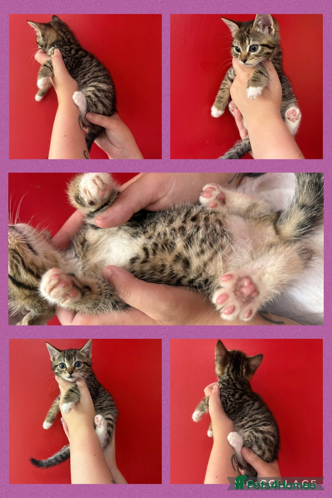 Mixed Breed cats for sale: 4 tabby beautiful kittens for sale  - Image 3