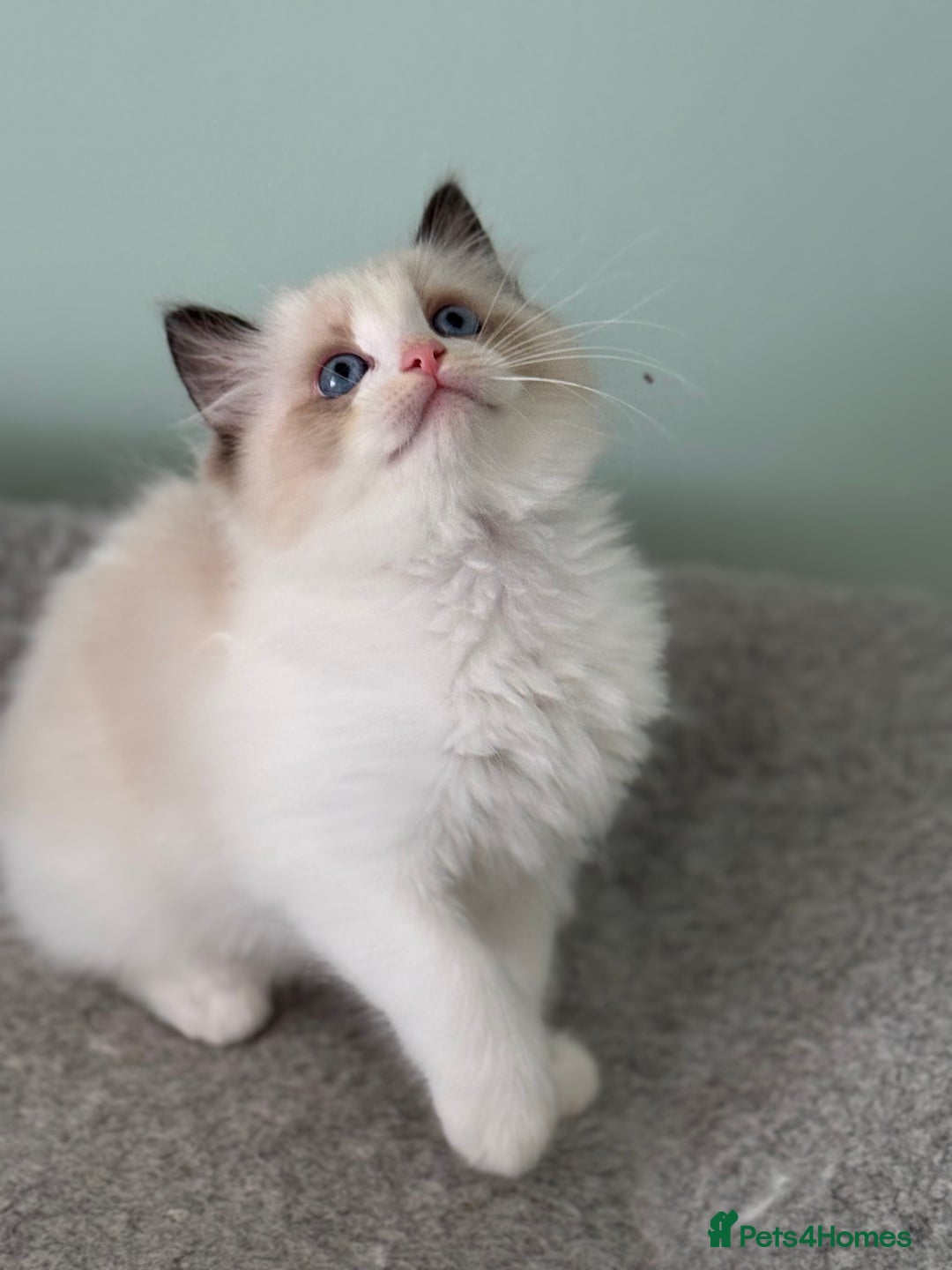 Ragdoll cats for sale: Super Affectionate Ragdoll Kittens Fife Reg - Image 4