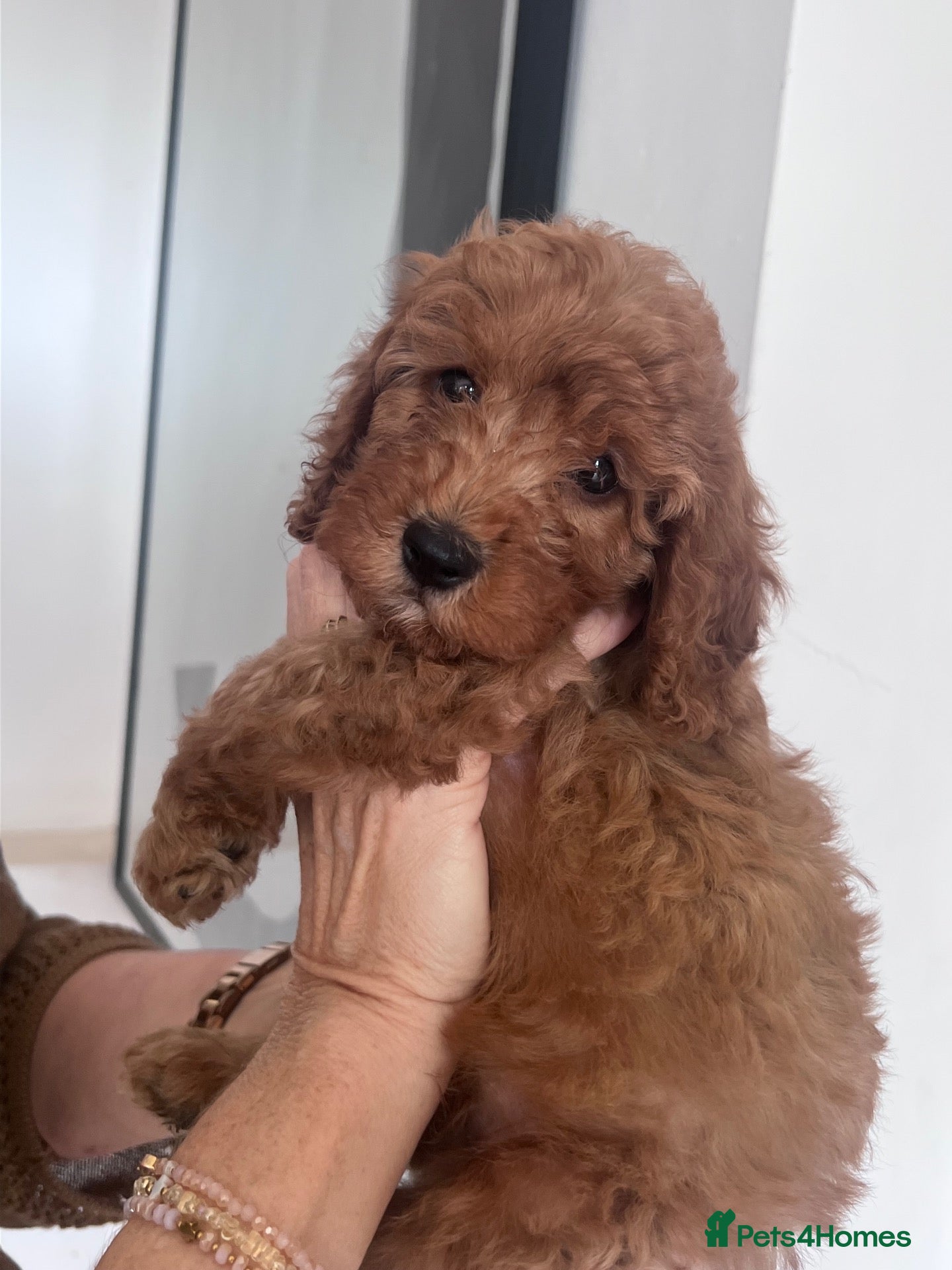 Cockapoo dogs A** Adorable Cockerpoo Puppies  - Advert 2