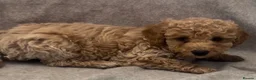 Cockapoo dogs for sale: Merle and champagne cockapoo - Advert 5