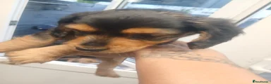 Dachshund 4