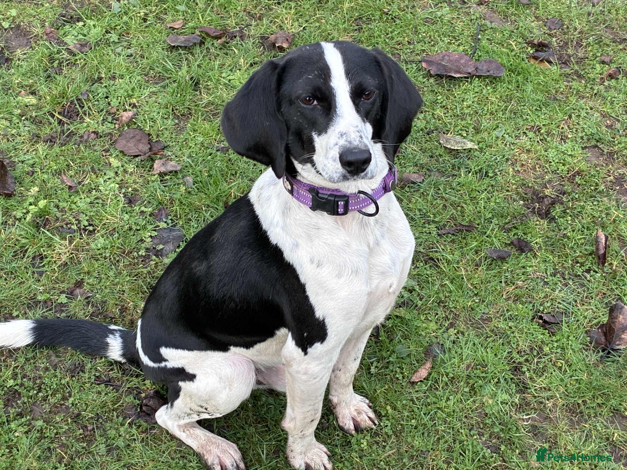 Mixed Breed dogs 💔 PARIS is STILL WAITING FOR HOME 💔 - Advert 1