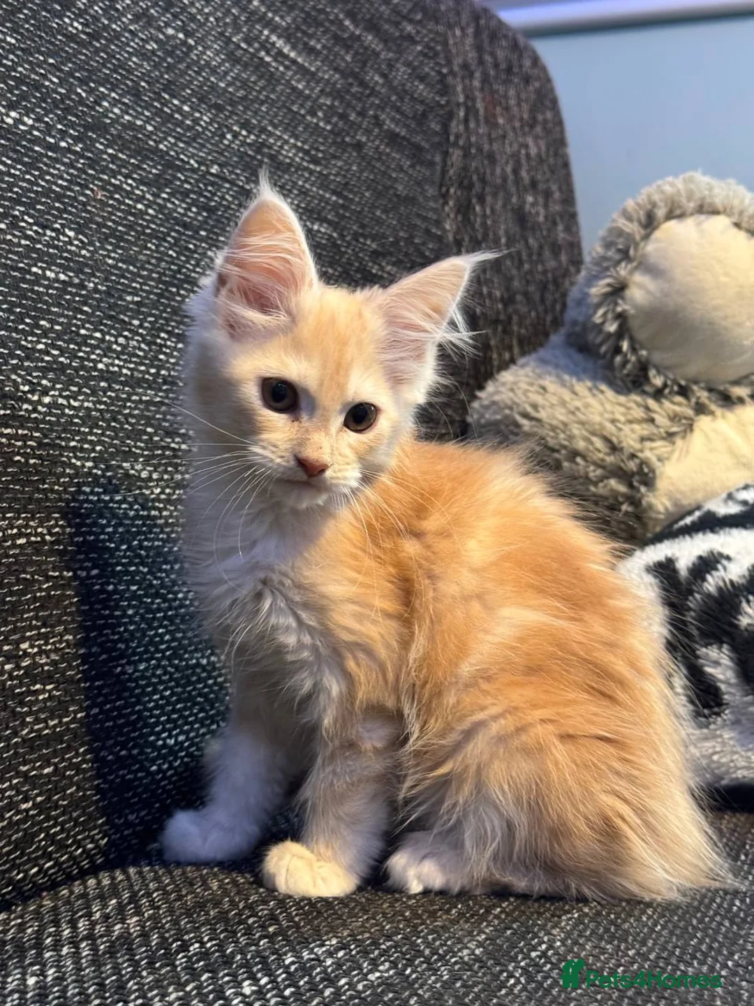 Maine Coon cats for sale: TICA registered purebred Maine Coon kittens - Advert 21