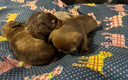 Miniature Dachshund dogs for sale: Stunning full pedigree Miniature Dachshunds  - Image 18