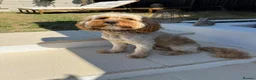 Cavapoo dogs for adoption: BEAR FOSTER TO ADOPT-Cornwall/Devon/SomersetBorder - Advert 4