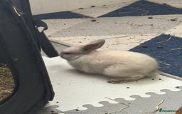 Dwarf Lop rabbits for sale: Dwarf lop fluffy baby bunnies - Image 13