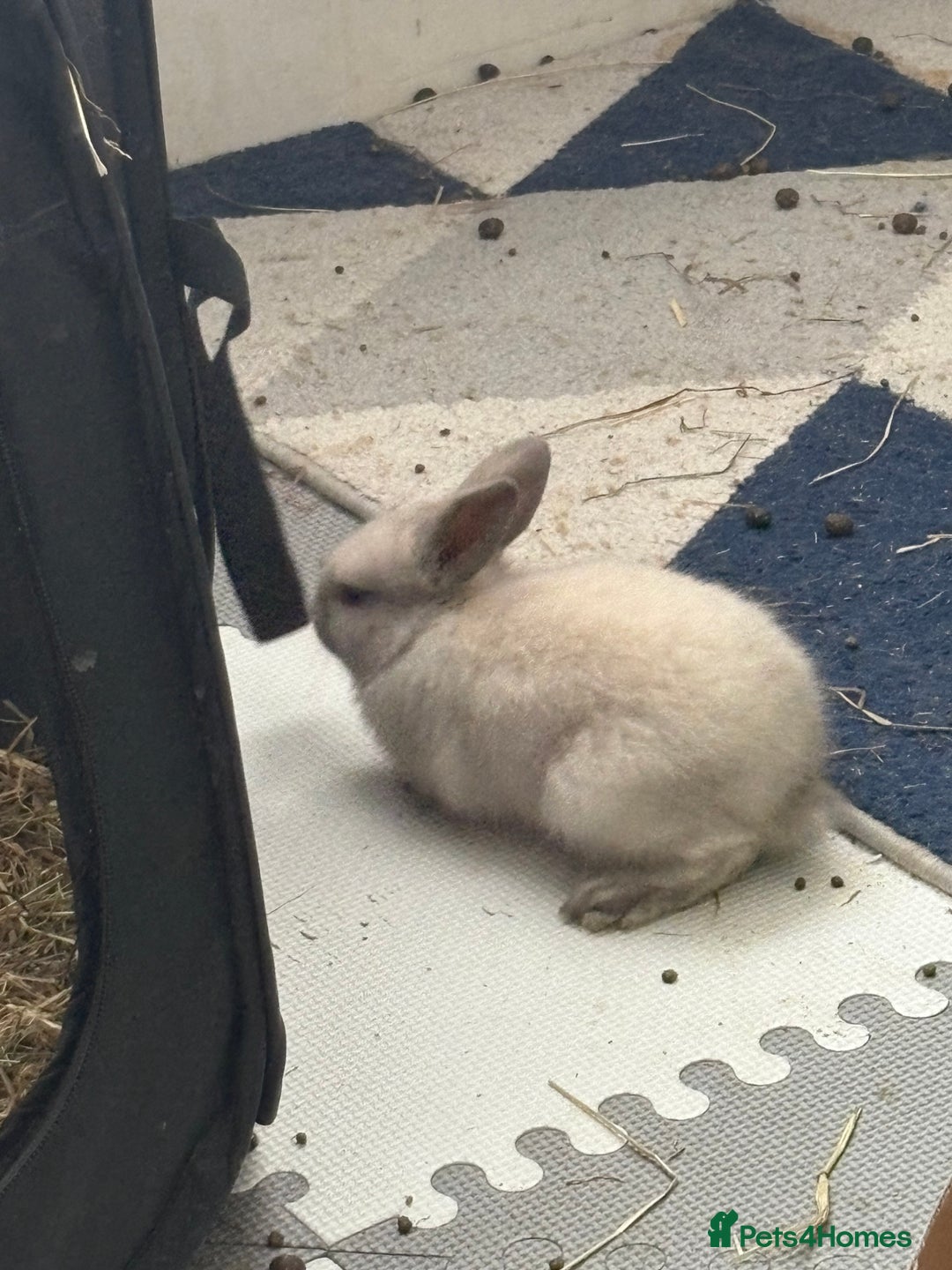 Dwarf Lop rabbits for sale: Dwarf lop fluffy baby bunnies - Image 13