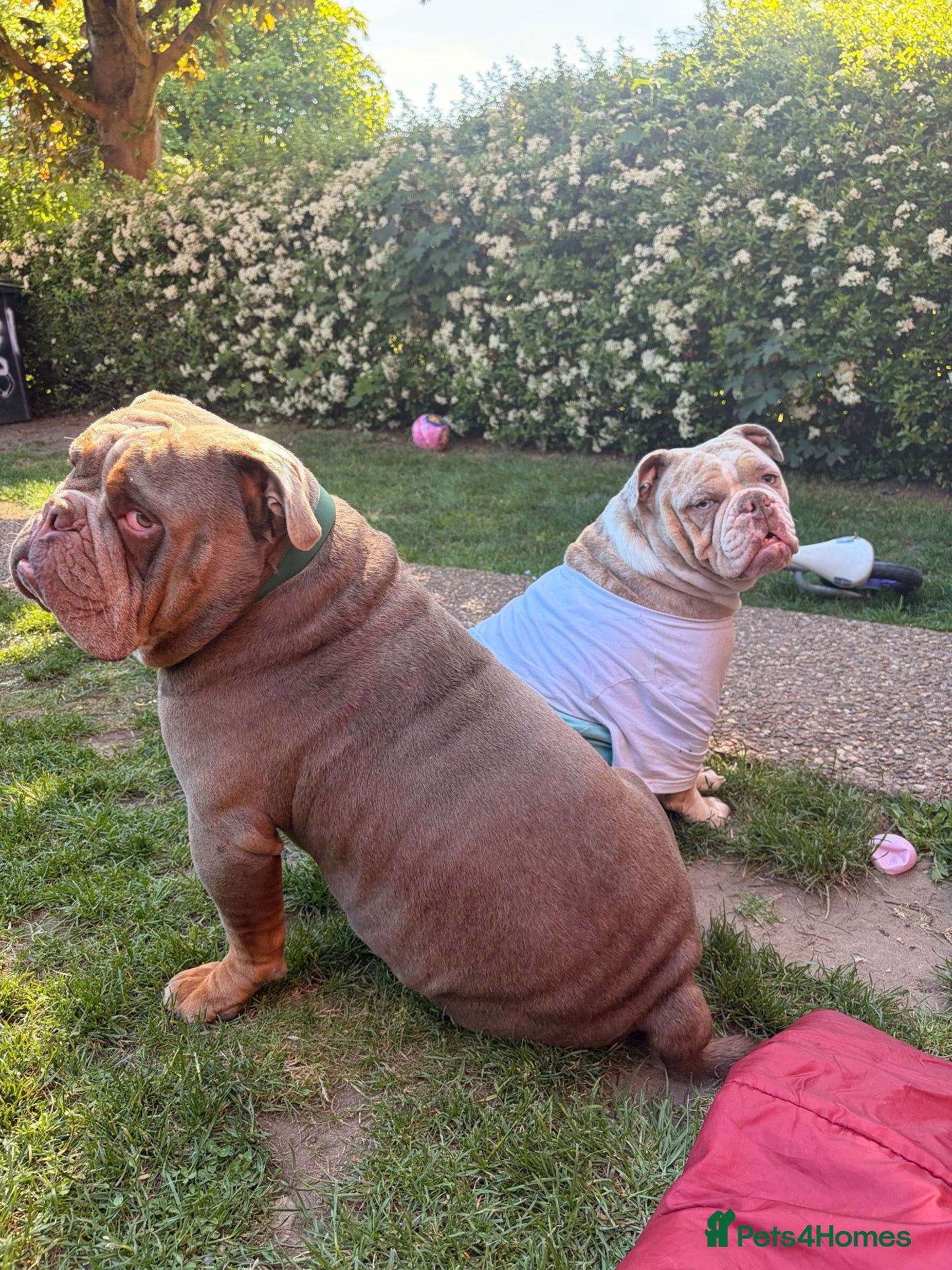 Olde English Bulldogge dogs FEMALE 2 MERLE OLDE ENGLISH BULLDOGGE - Advert 3