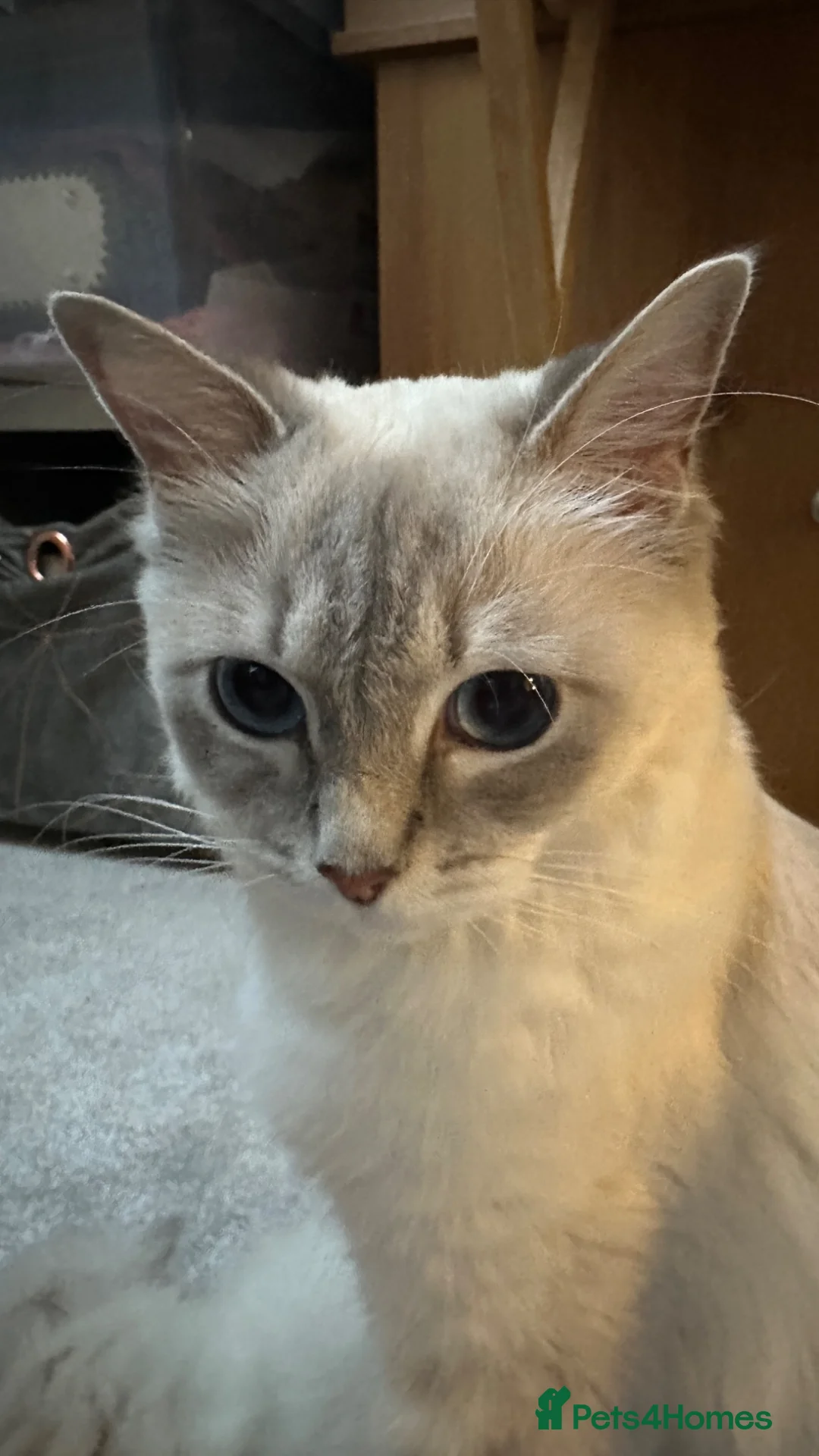 Ragdoll cats for sale: 3 Ragdoll kittens - Advert 2