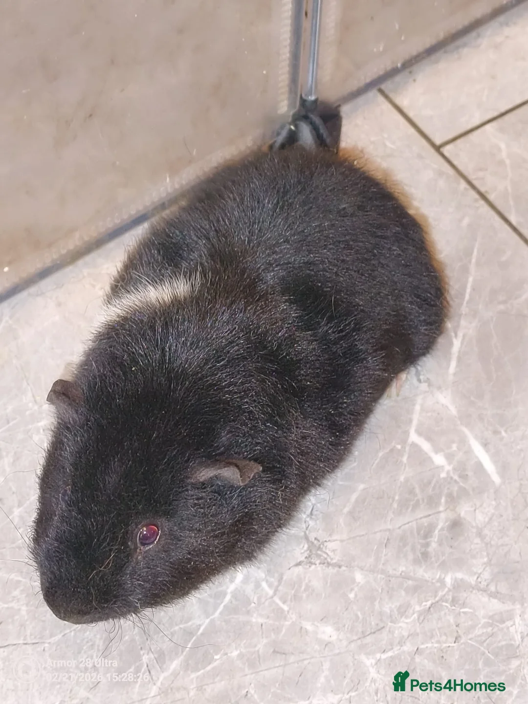 Guinea Pig rodents for sale: A very sad rehoming due to relocation no pets - Advert 7