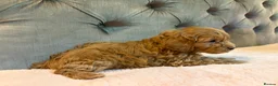 Cockapoo dogs for sale: Adorable Toy Cockapoos (F1b) - Advert 36