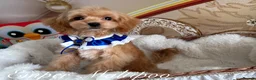 Maltipoo dogs for sale: Tiny teddy Maltipoo- from Asian teddy poodle dad - Advert 4
