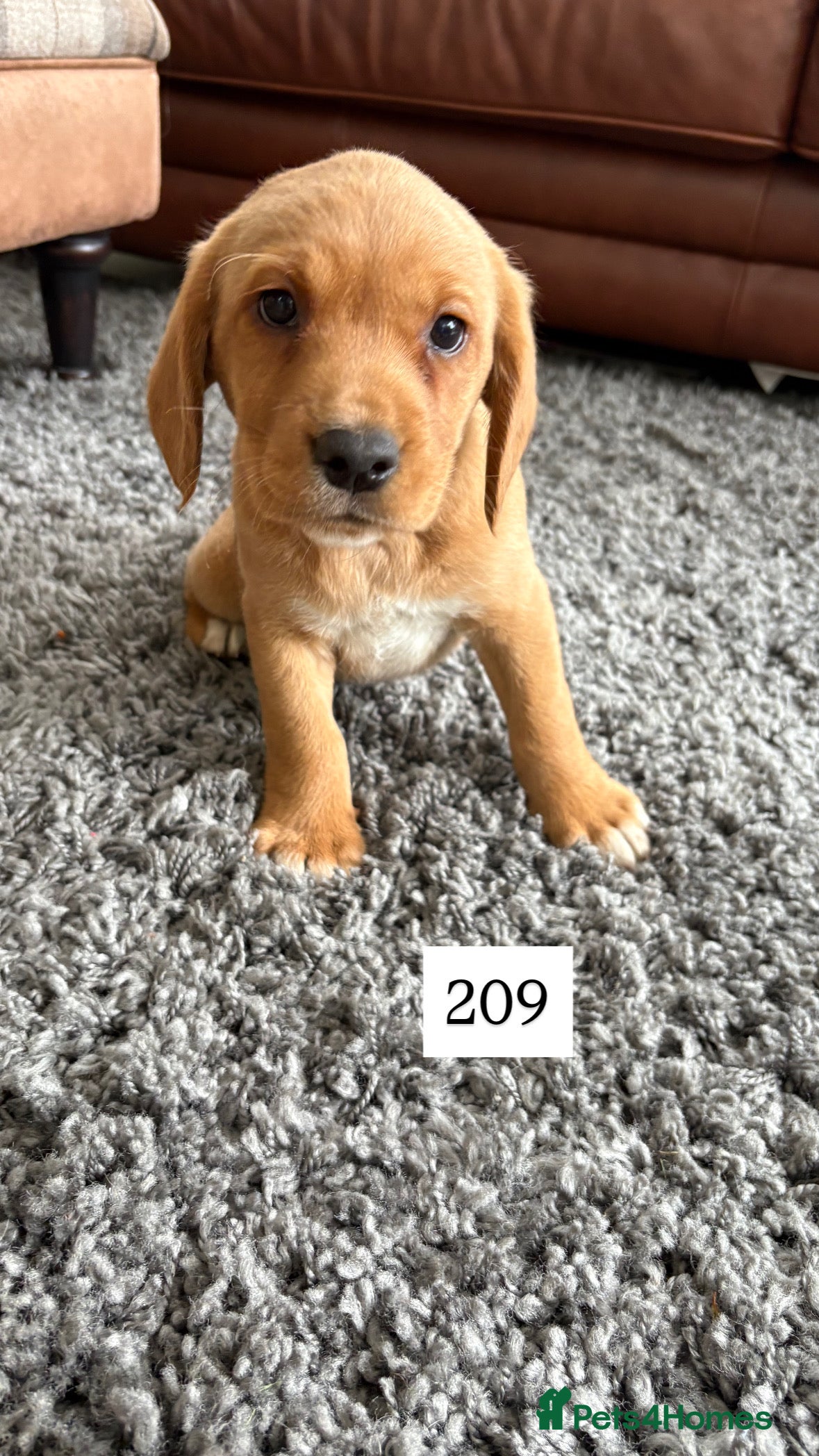 Cockerdor dogs Stunning Cockador Puppies for Sale - Advert 2