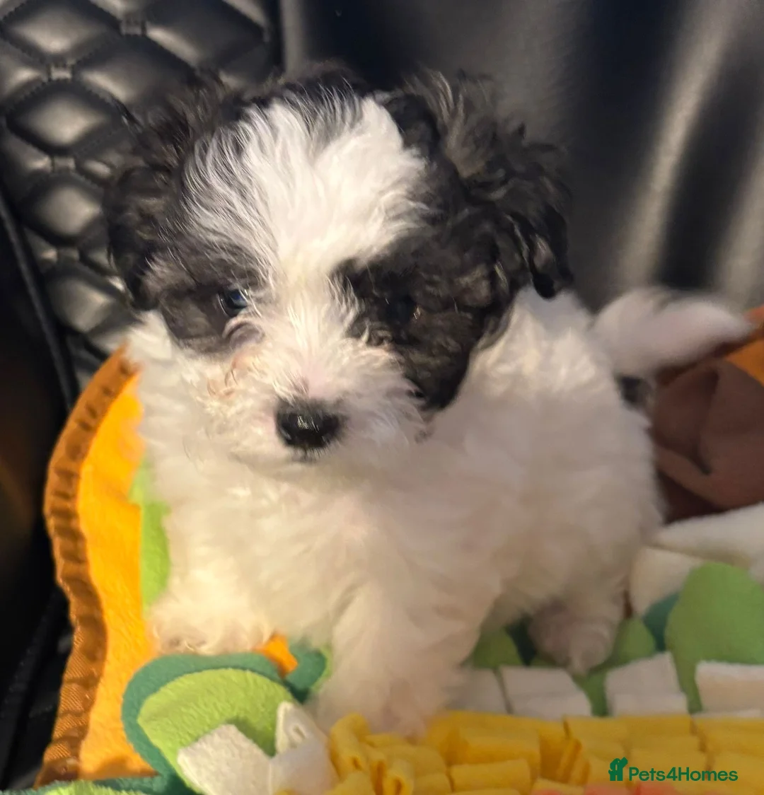 Maltipoo dogs for sale: Absolutely stunning F1 maltipoos - Advert 13