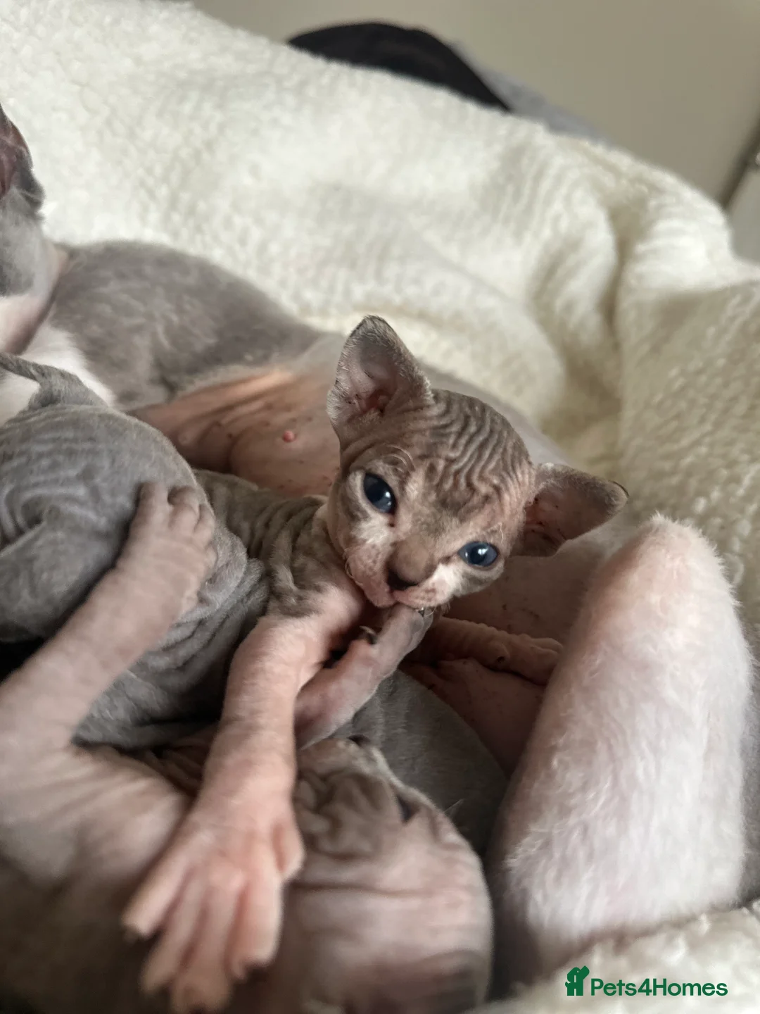 Sphynx cats for sale: Beautiful sphynx kittens from a mum and dad home - Advert 14