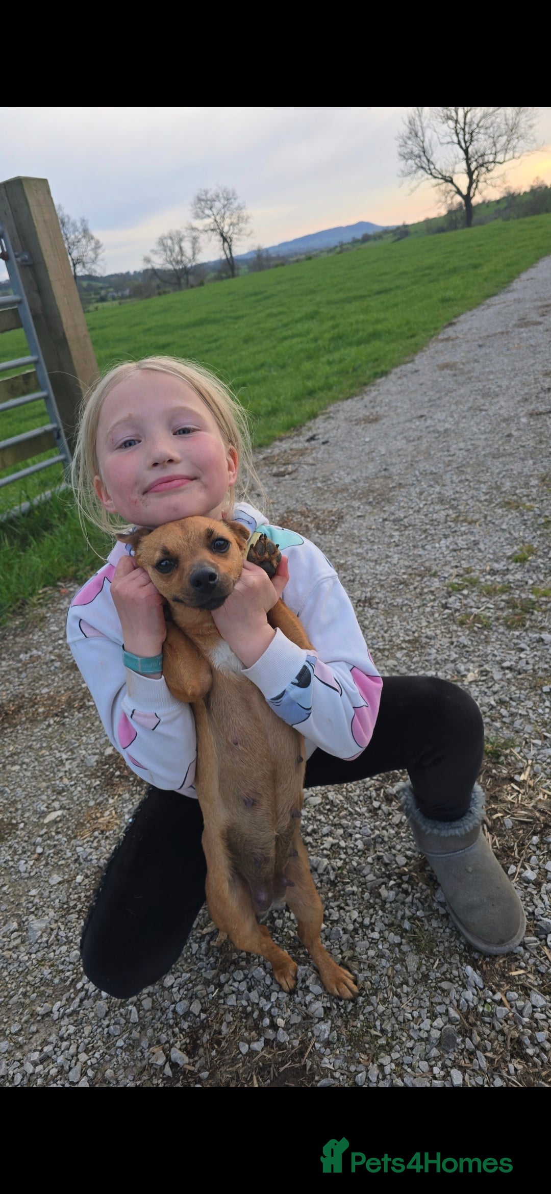 Jack Russell dogs for sale: Red JRT "Blanche" - Advert 7