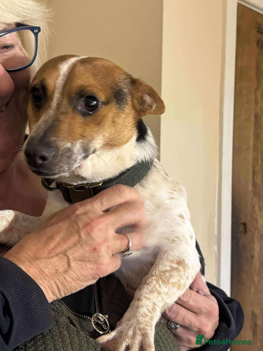Jack Russell dogs for adoption: Bandit - Hingham Norfolk  - Advert 6