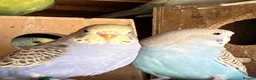 Budgerigars birds for sale: Aviary-bred Budgies’s  - Advert 3