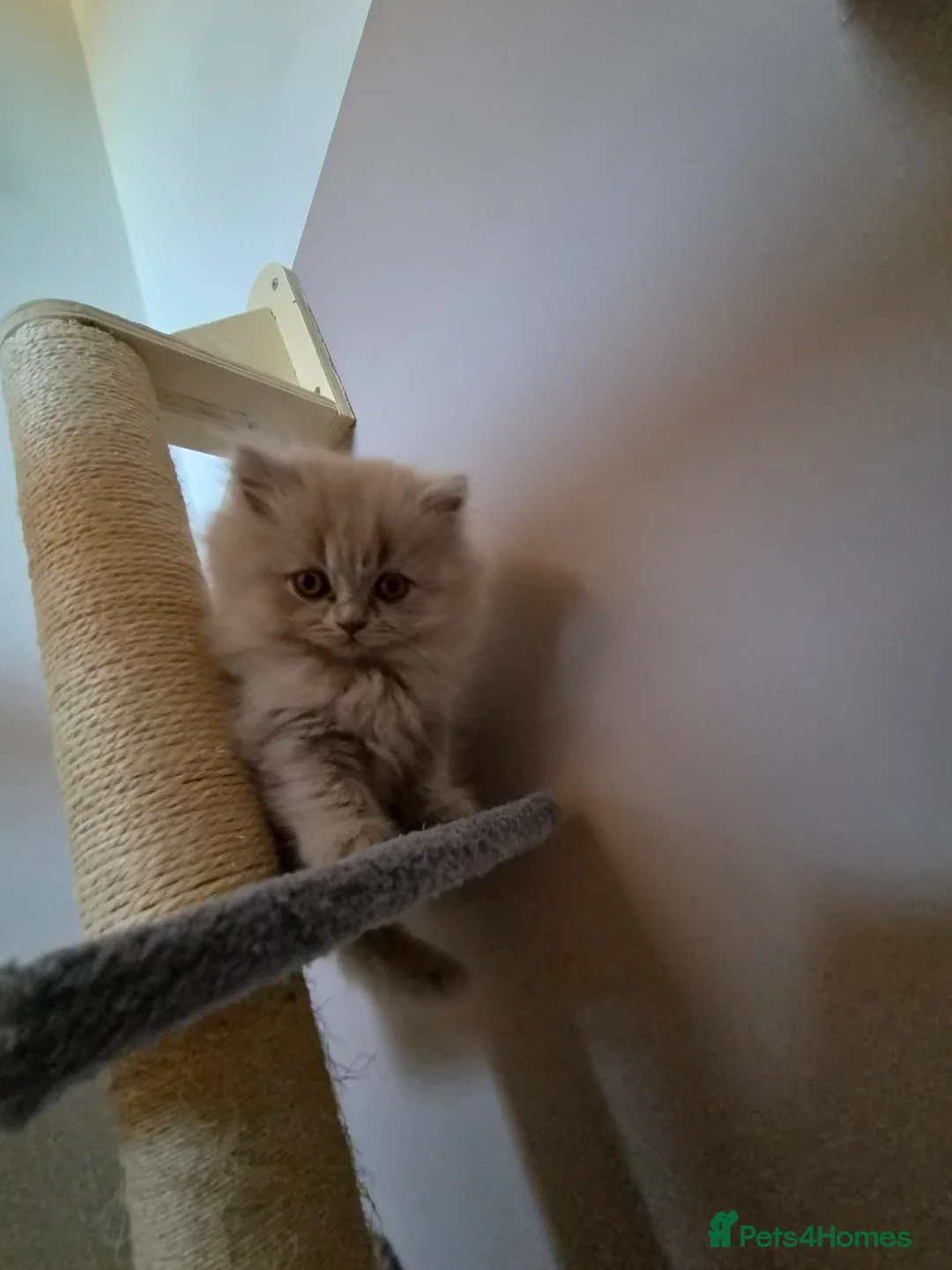 British Shorthair cats for sale: British kitten  in Wolverhampton - Advert 2