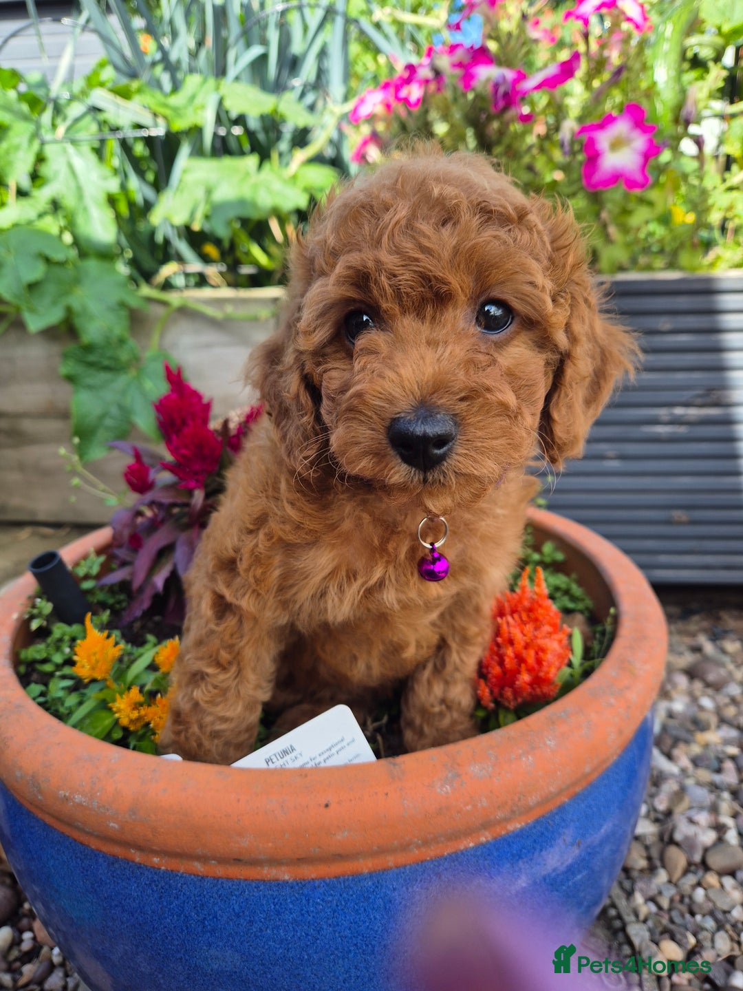 Cavapoo dogs for sale: WAITING LIST NOW OPEN FOR SUMMER 2026.  - Image 15
