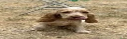 Cocker Spaniel dogs for sale: Stunning KC Pedigree Show type Cocker Spaniels - Advert 6