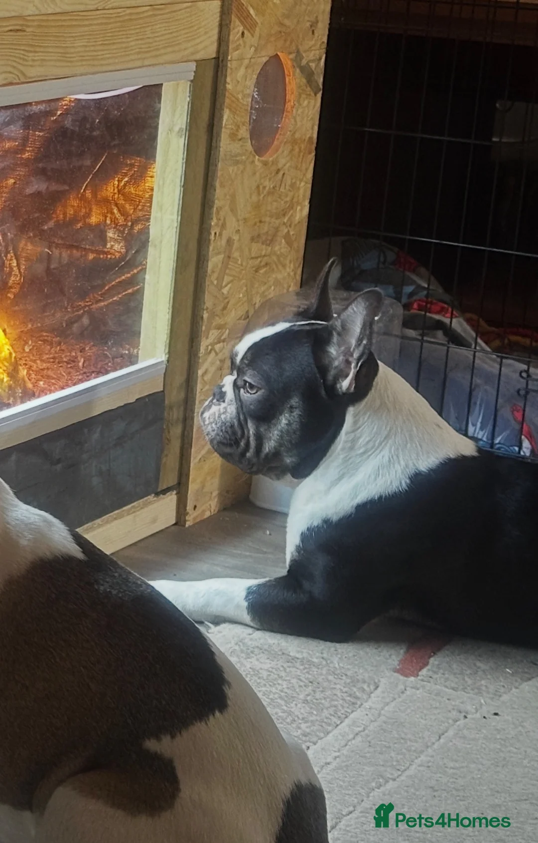 French Bulldog dogs for sale: French bulldog in Trowbridge - Advert 4