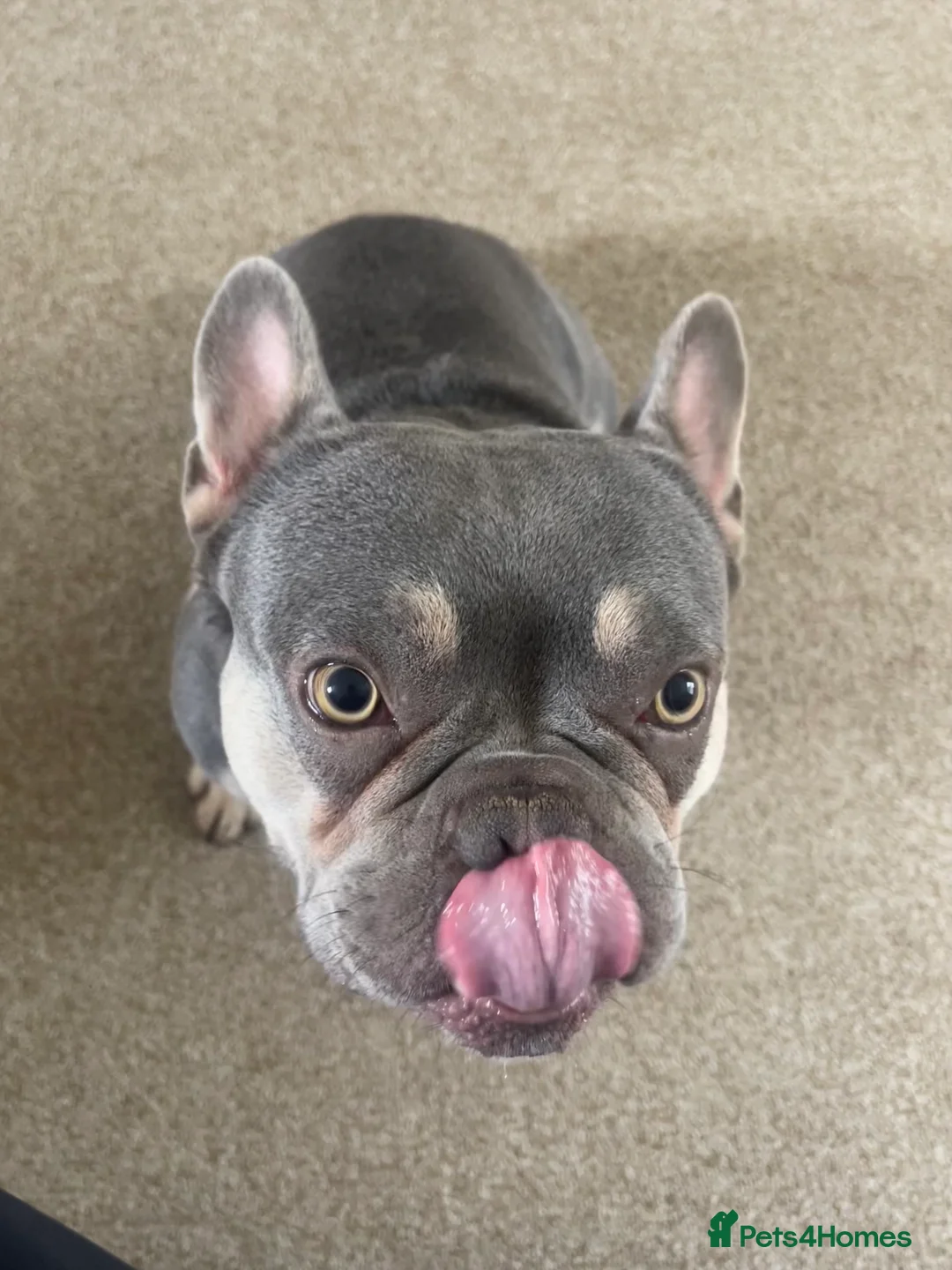 French Bulldog dogs for sale: Home for Hugo - Advert 3