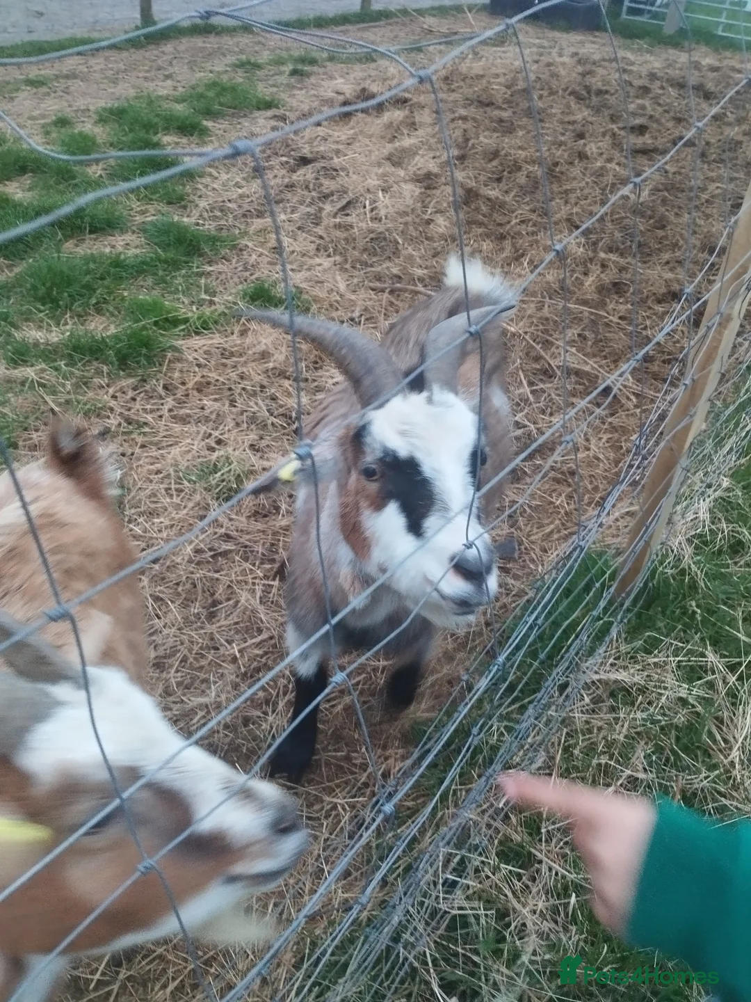 Goats livestock for sale: Two.pigmy goats for.sale in Glastonbury - Advert 5