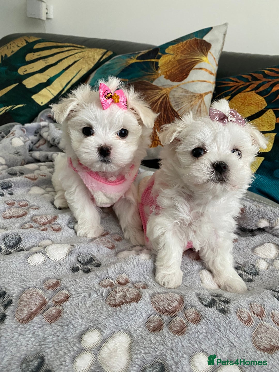 Maltese dogs for sale: 🌟KC STUNNING half-Korean Maltese puppies 🌟 - Image 29