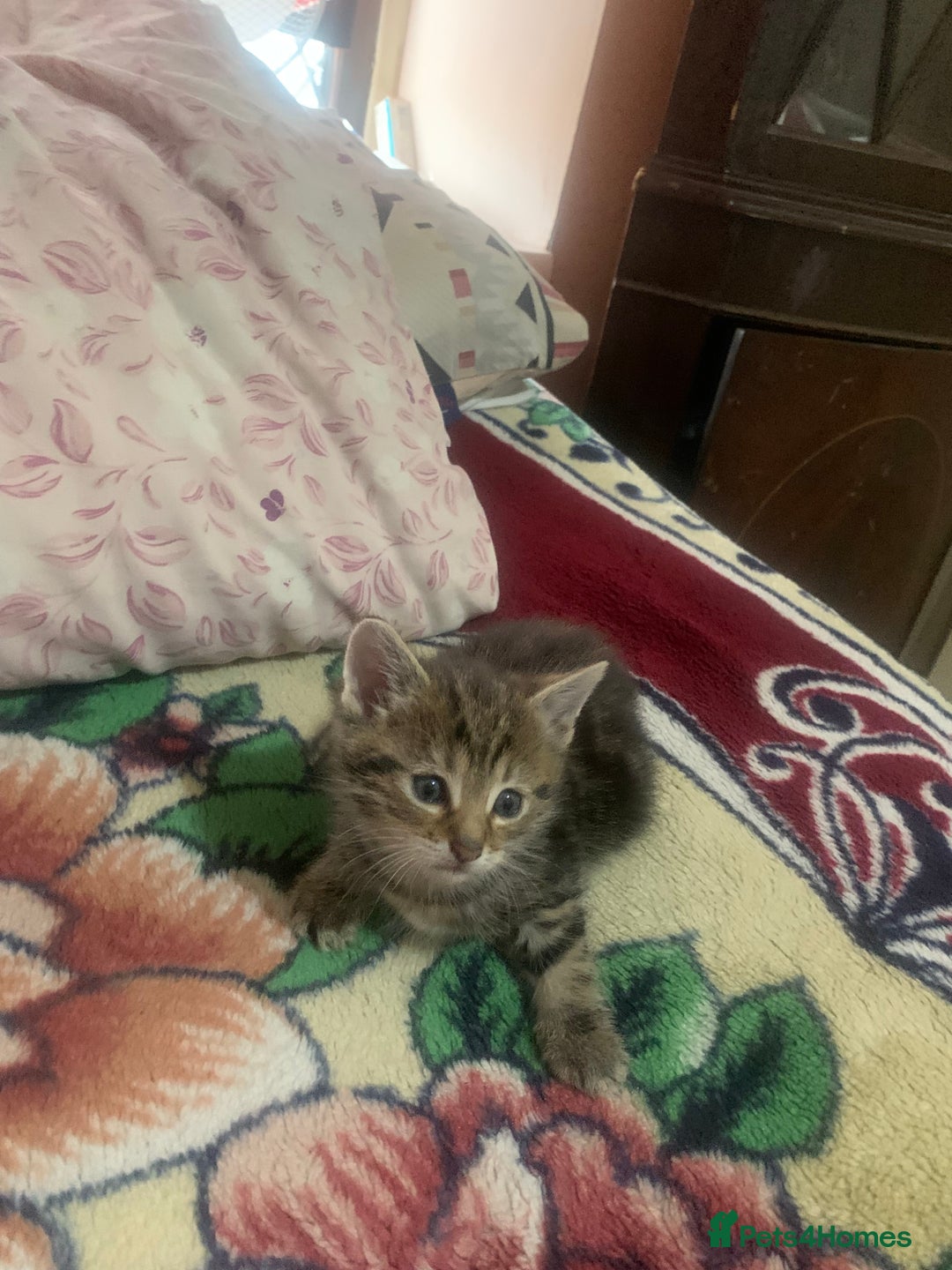 American Shorthair cats for sale: Cute American Shorthair Kittens 🐾 - Advert 2