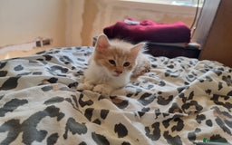 Mixed Breed cats for sale: Half norweigen forest cat 1/4 bengal 1/4 longhair - Image 6